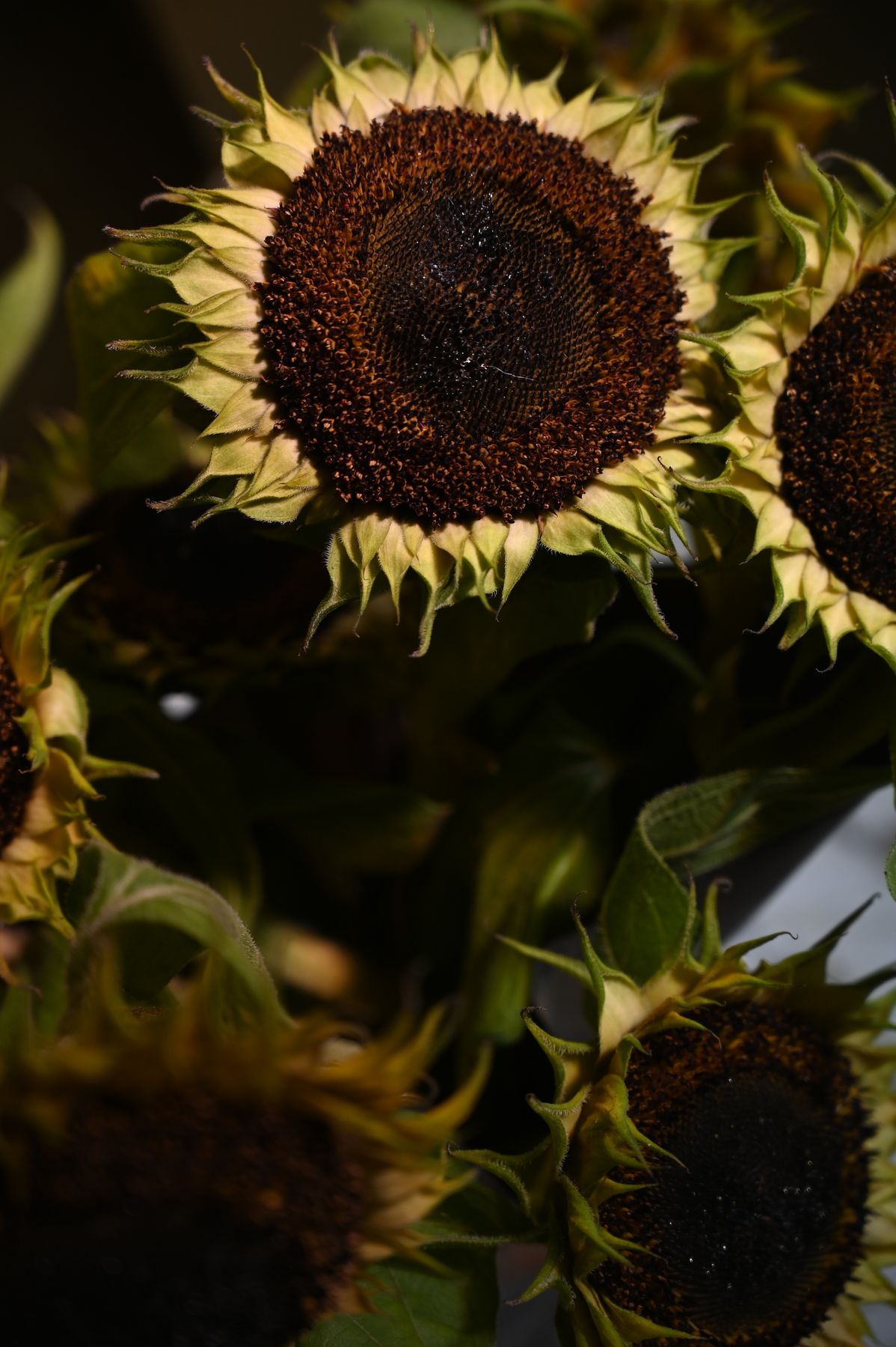 Detail van zonnebloemen